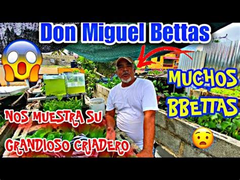 Entrevista A Don Miguel Bettas El Papa De Los Bettas Criador Mas