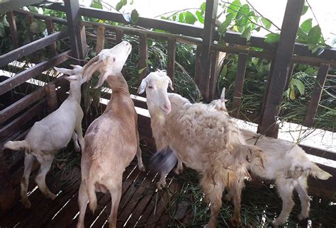 National Livestock Development Board Koulwewa Farm