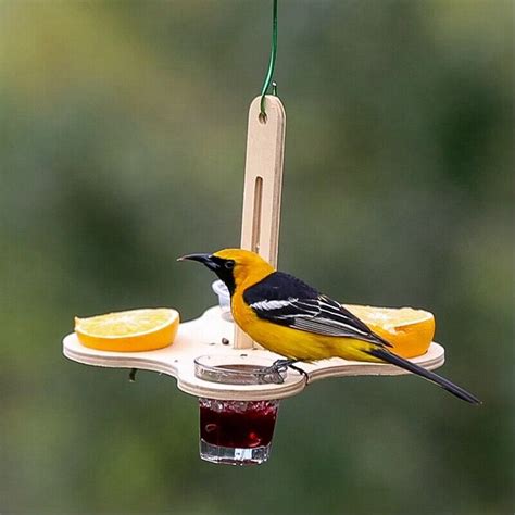 Oriole Vogelfutterh Uschen F R Den Au Enbereich Gelee Und Orangen