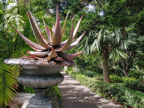 Botanical Garden Tenerife The Garden Of Eden In Puerto De La Cruz