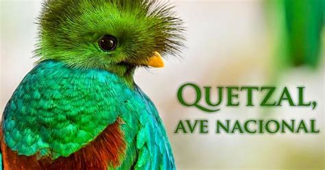 DÍA NACIONAL DEL QUETZAL SÍMBOLO PATRIO DE GUATEMALA POEMAS DE AMOR