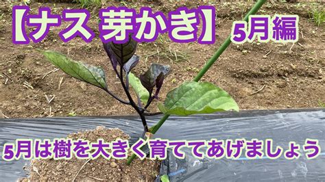 【茄子 芽かき 5月編】5月はナスの樹を大きく育ててあげましょう 202356 Youtube