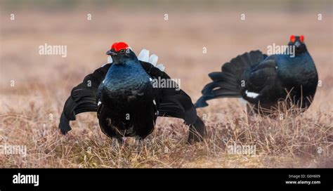 Male Black Grouse Lyrurus Tetrix Stock Photo Alamy