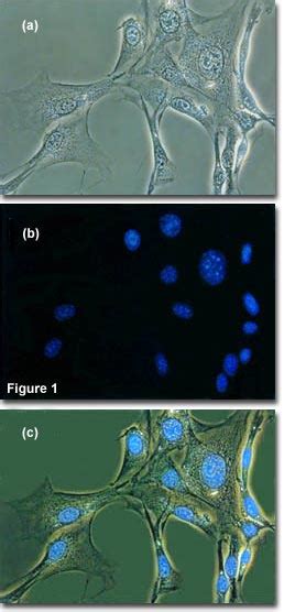 Olympus Microscopy Resource Center Phase Contrast Microscopy