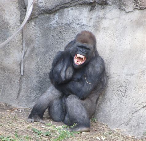 Angry Silverback Gorilla Teeth