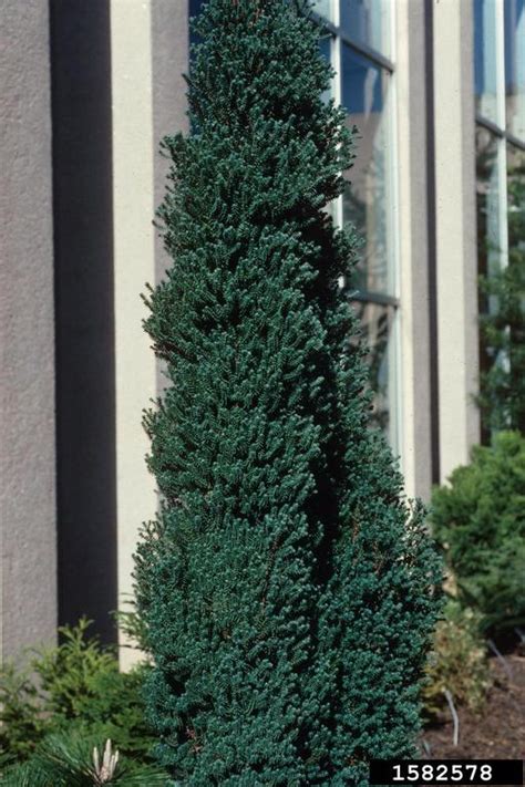 Atlantic White Cedar Chamaecyparis Thyoides