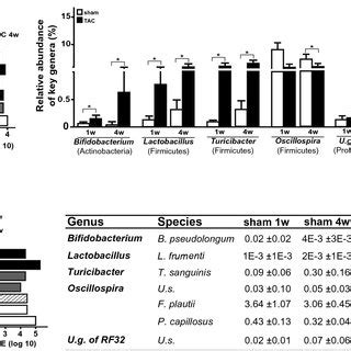 Gut Microbiota Composition After Sham Or TAC Surgery In Mice Gut