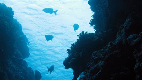 Discovering the Deep: Exploring Remote Pacific MPAs: NOAA Office of ...