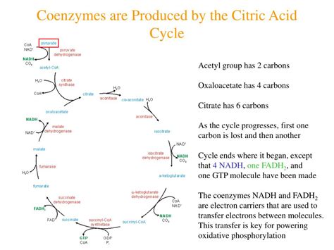 Ppt Tutorial Glucose Metabolism In The B Cell Powerpoint