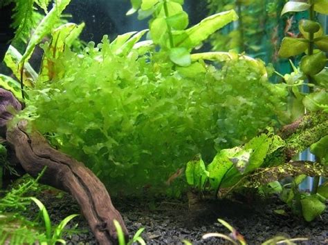 ЛОМАРИОПСИС (Lomariopsis lineata) » Домашний аквариум