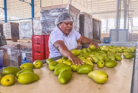 M Xico Es El Quinto Productor De Mangos A Nivel Mundial Alto Nivel