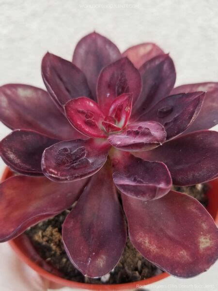 Echeveria Nodulosa Maruba Benitsukasa World Of Succulents