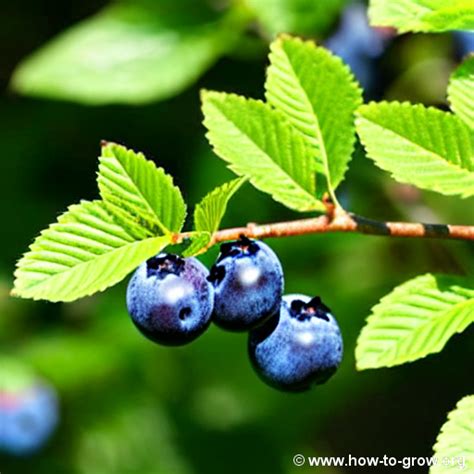 Best Japanese Blueberry Trees For Zone 9a Gardens Expert Recommendations