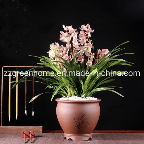 Natural Live Plant Cymbidium Hybrids Beautiful Chinese Orchid China