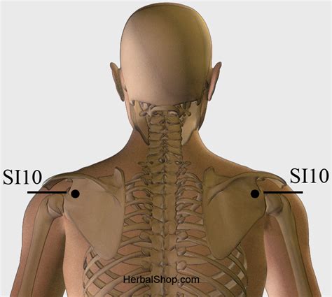acupressure point  herbalshop