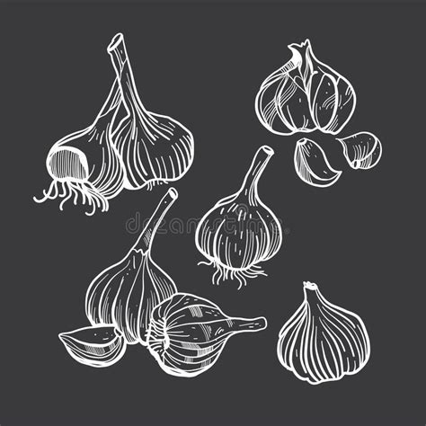 Parsley Hand Draw Herbal Sketch Vector Illustration Black Color