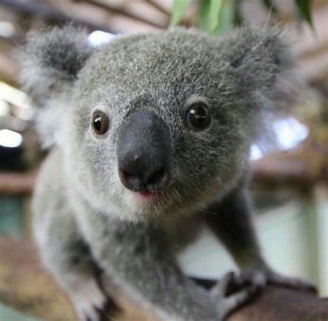 😍😍😍😍 | Koala, Peluche koala, Koala bebé