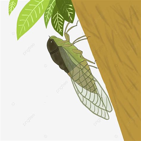 Cicada Hd Transparent A Cicada On The Tree Cicada Tree Beginning Of