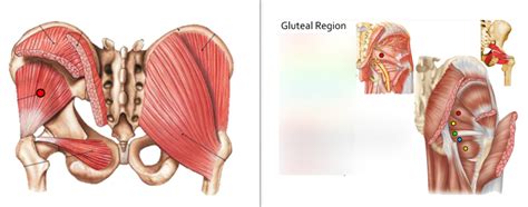 Gluteal Region Diagram Quizlet