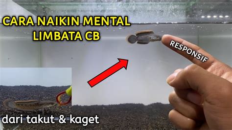 Cara Latih Mental Baby Channa Limbata Cb Agar Tidak Takut Orang Youtube