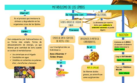 Mapa De Metabolismo De Los L Pidos Los Triacilgliceroles Se