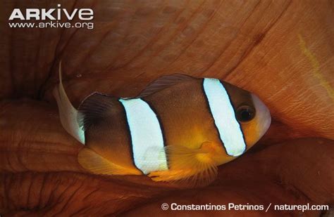 Amphiprion Clarkii Bennett 1830