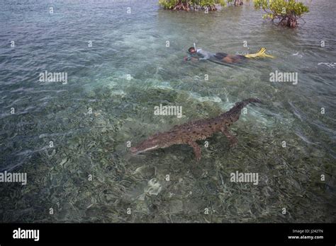 Snorkeler Swims With Crocodile Cuba Stock Photo Alamy