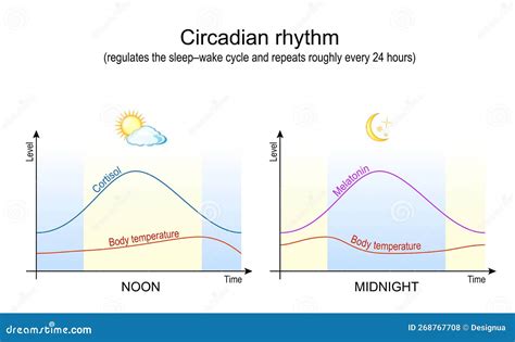 Ritmo Circadiano Temperatura Corporal Cortisol E Melatonina Ilustração