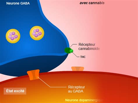 Qu Est Ce Que Le THC Et Comment Agit Il Sur Le Corps Humain C4bnoids