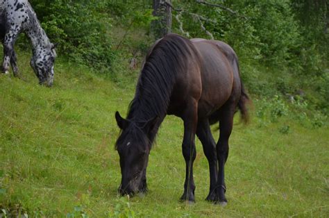 Malika Noriker Stute 2022 Rappe Pferd Austria