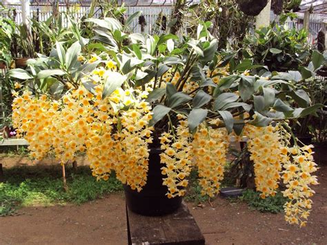 Como Cultivar Dendrobium Thyrsiflorum