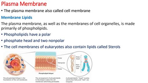 SOLUTION: Cell membrane organelles and features - Studypool