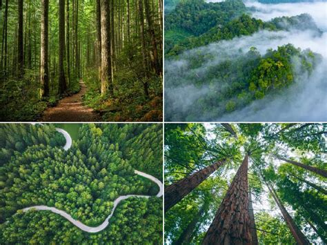 Razones Por Las Que Los Bosques Son Importantes Erenovable