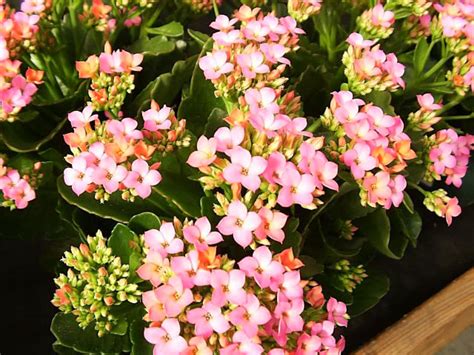 Kalanchoe Plants How To Grow And Care For Flaming Katy Kalanchoes Garden Helper Gardening