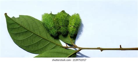 780 Spiny Caterpillar Images Stock Photos And Vectors Shutterstock