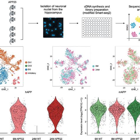 Classification of 6-month-old and 24-month-old mouse hippocampal ... 
