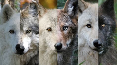 17 Wolf Adaptations For Survival