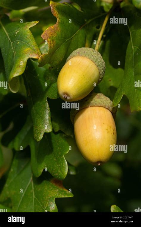 Acorns Growing On Oak Tree Hi Res Stock Photography And Images Alamy