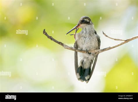 Green Breasted Mango Hummingbird Anthracothorax Prevostii Adult