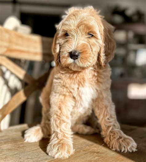 Do Goldendoodle Puppies Shed Their Puppy Fur