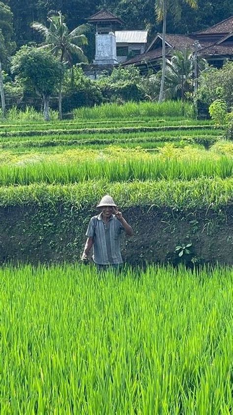 Harga Beras Naik BPS Ungkap Fakta Soal Petani