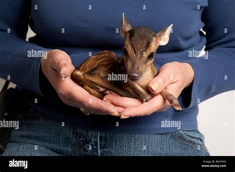 Muntjac, Muntiacus reevesi, Fawn Stock Photo - Alamy