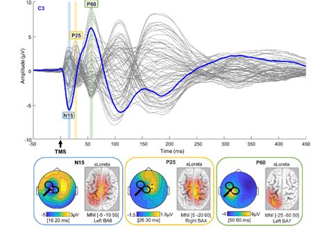 TMS Evoked Potentials TEP Components Within 60 Ms N15 P25 And P60