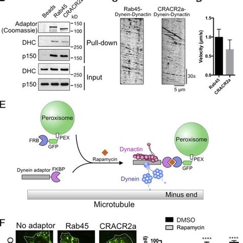 Cracr2a Cortical Puncta Comigrate With F Actin Retrograde Flow At The