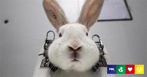 Are Dogs Used For Cosmetic Testing