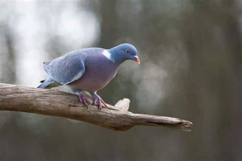 Types Of Pigeon Breeds Pigeonpedia