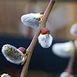 Salix Caprea Pendula Hardy Tree Suttons