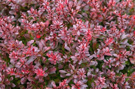 How to Grow and Care for Japanese Barberry