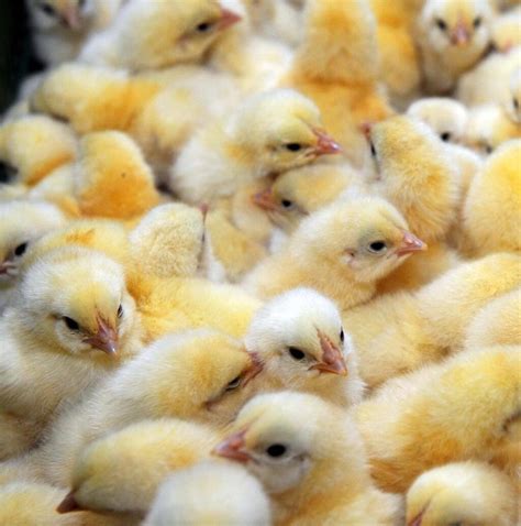 Le Couvoir Hubert maternité du poulet fermier qui livre 12 millions de