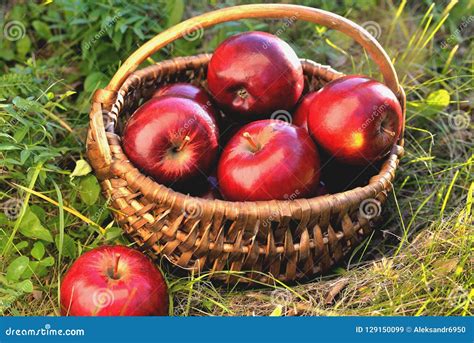 Cesta Con Las Manzanas En La Hierba Igualando El Contraluz Del Sol